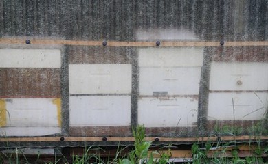 foto bijenkasten